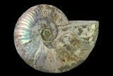 Silver Iridescent Ammonite (Cleoniceras) Fossil - Madagascar #137388-1